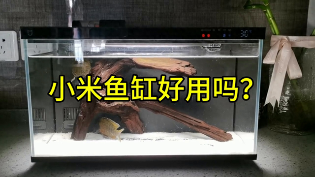 小米鱼缸好用吗？养这么大的鱼，还是有点吃力的-1.jpg