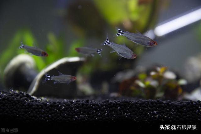 漂亮的水草缸掌握这几点，玩出好心情-2.jpg