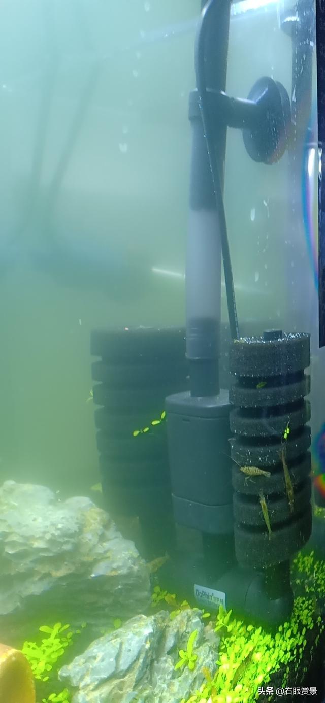 漂亮的水草缸掌握这几点，玩出好心情-6.jpg