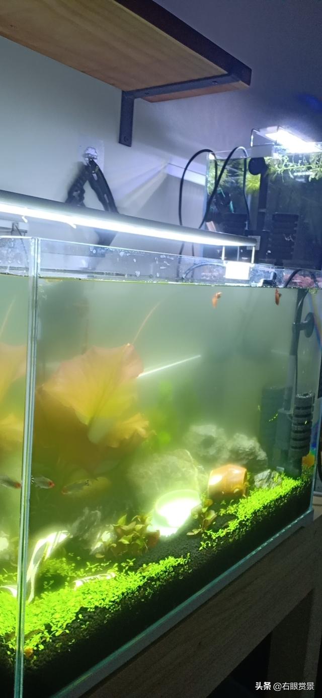 漂亮的水草缸掌握这几点，玩出好心情-7.jpg