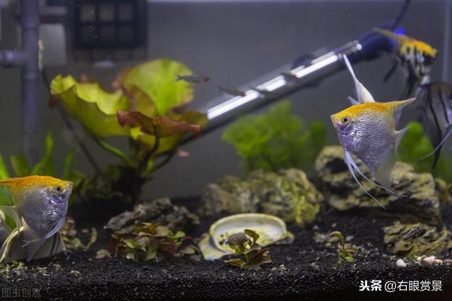 漂亮的水草缸掌握这几点，玩出好心情-8.jpg