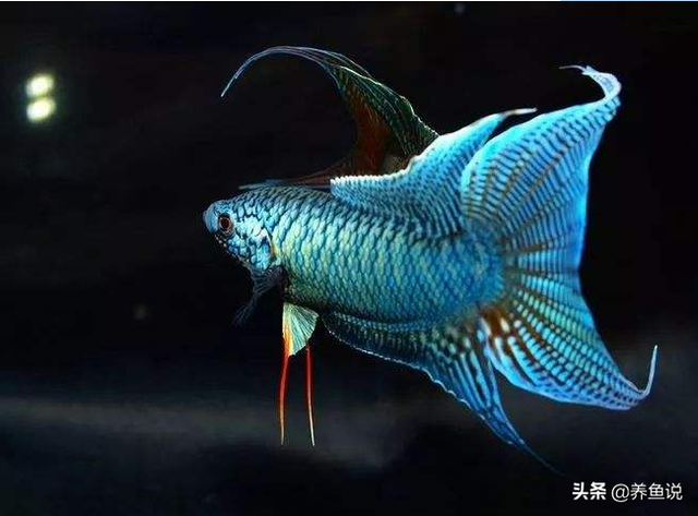 如何给鱼缸选择合适的过滤？养观赏鱼前的这些准备工作，到位没？-3.jpg
