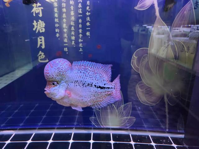 一位鱼友的养鱼知识学习总结，很有归纳性，值得新鱼友学习借鉴-2.jpg