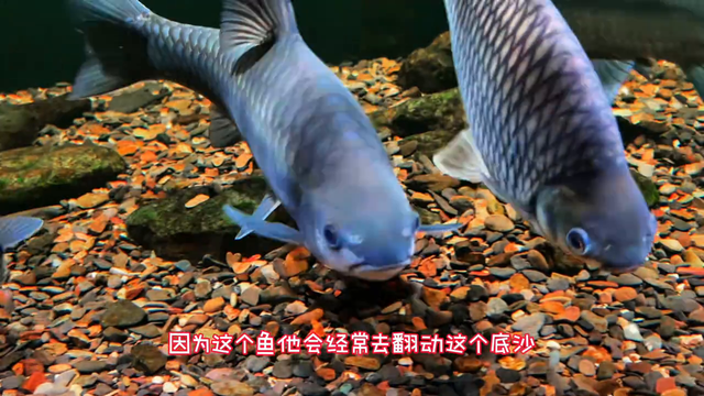 养鱼日记 就是缸小了一点其他都很满意#溪流缸-2.jpg