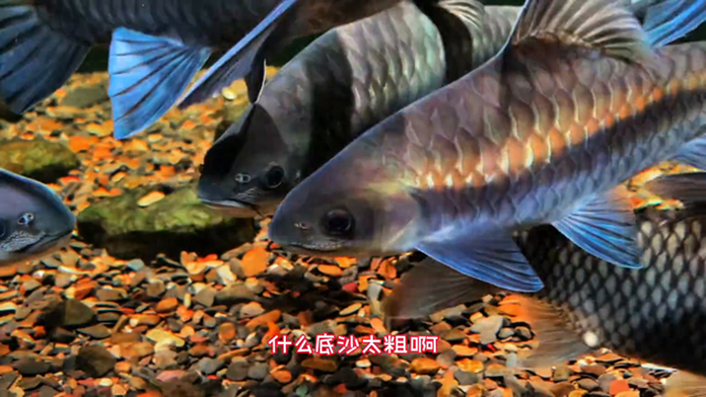 养鱼日记 就是缸小了一点其他都很满意#溪流缸-1.jpg