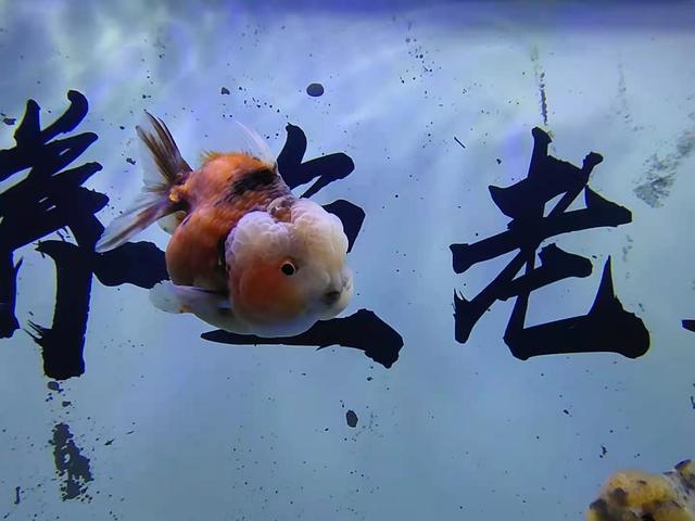 挑选金鱼，除了关注鳃部以外，还有一个要点也很重要-3.jpg